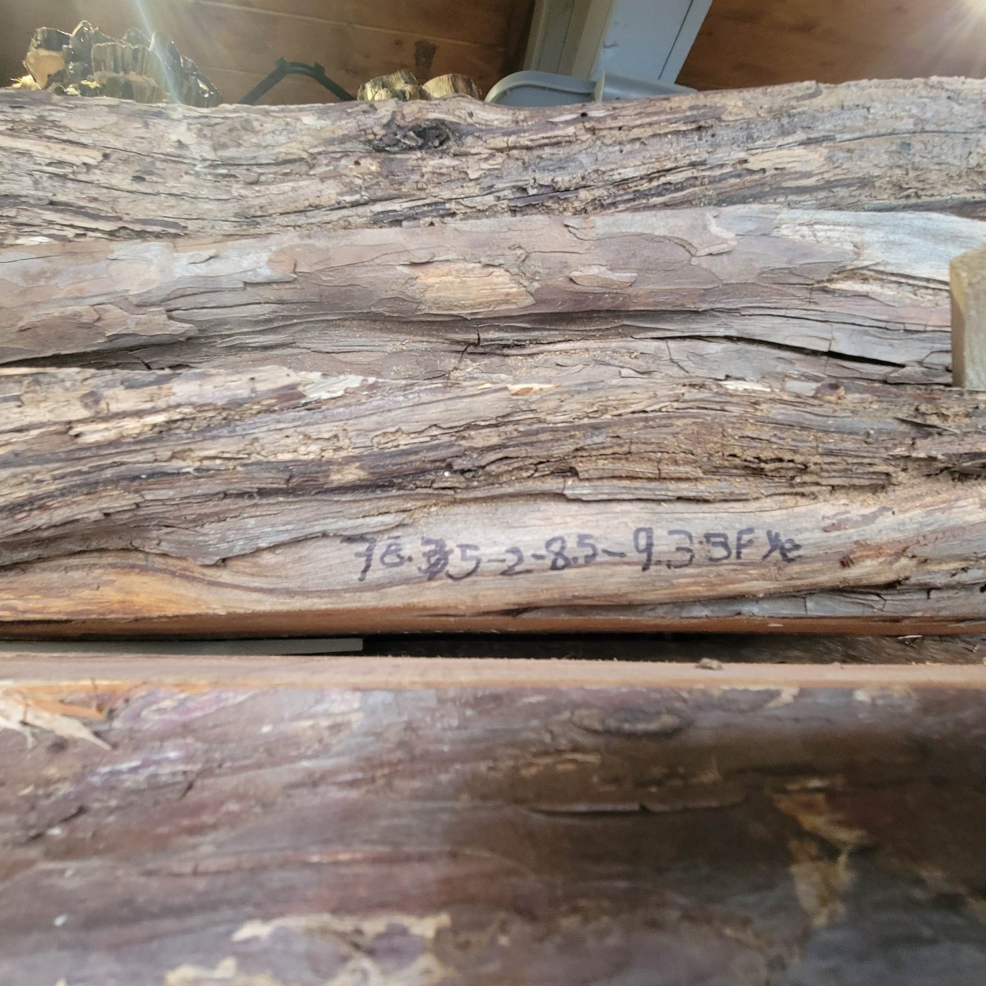 Pacific Yew